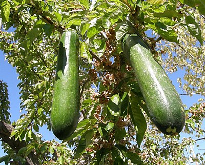 Zuchinni Tree