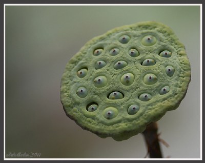 Green Lotus