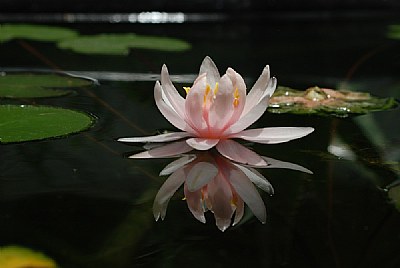 Pond Lily