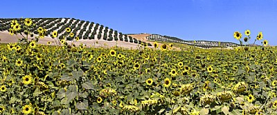 Sunflowers and Olives