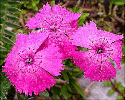 Alpine flower