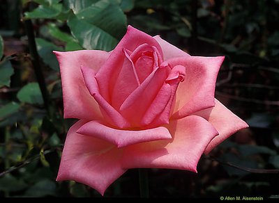 Pink Rose  (s884)