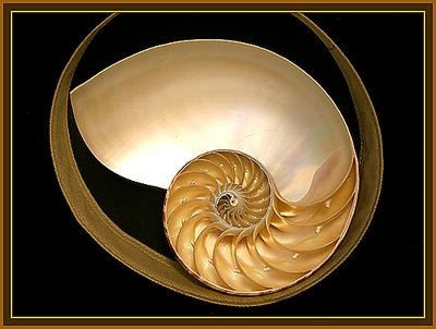 Chambered Nautilus