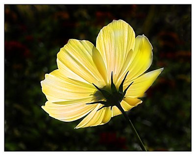 Yellow Poppy