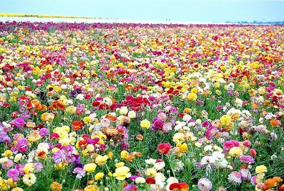 The Incredible Flower Fields