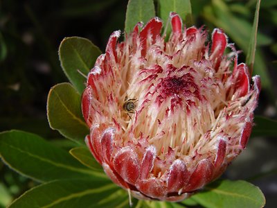 Protea pink ice