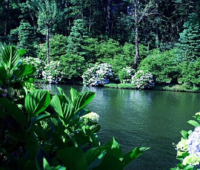 Lake & Flowers