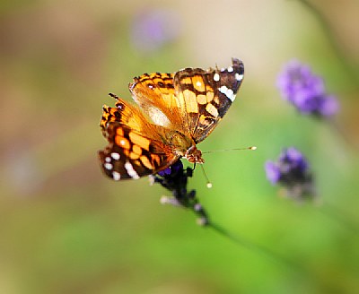 In a Summer Field