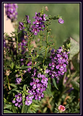 Purple Flowers