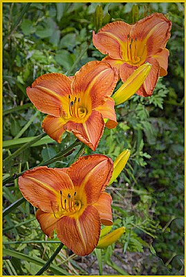 Three Day Lilly in row