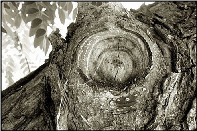 the curious tree eye