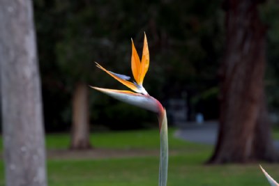 Melbourne Botanical Gardens