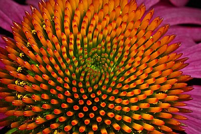 echinacea dizzying