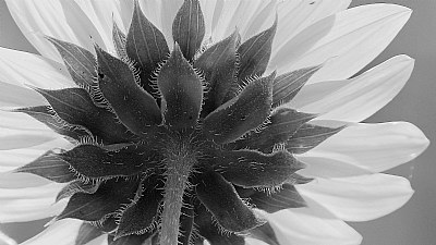 Sunflower in BW