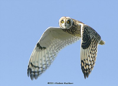 Marsh Owl (Lat. Asio flammeus).