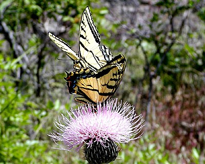 Swallowtail