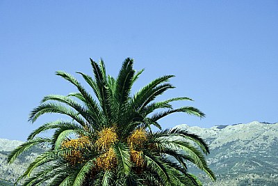Palms & Mountain 