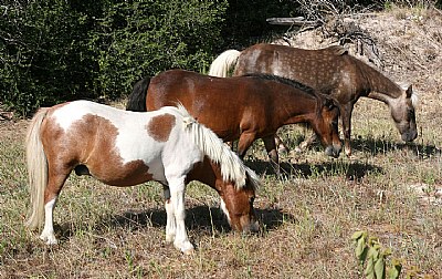 There Ponies In a Row