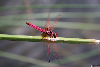 Beauty of Nature