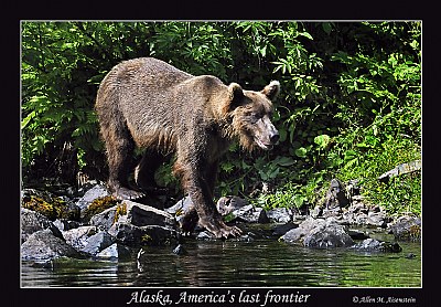Grizzly Bear (d5670)