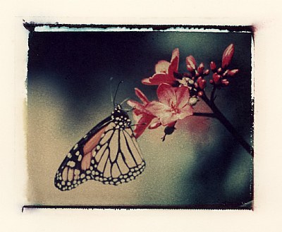 Monarch on Bloom