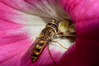 Mr Hoverfly