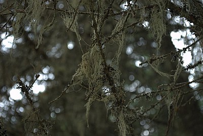 Tangled Forest