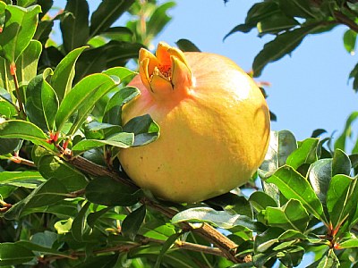 seasonal fruit