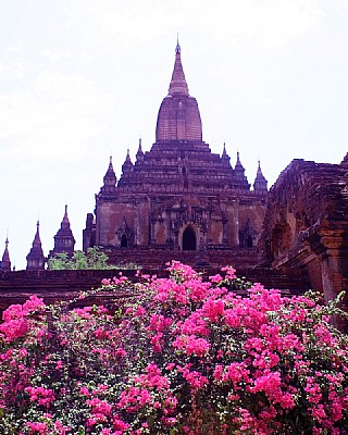 Flowers & Temple