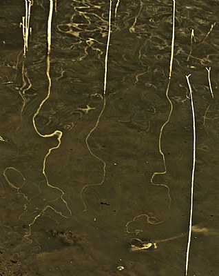 Reeds,Ripples,Rfxnz and a Dead Fish