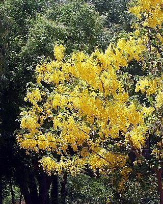 Yellow Floral Tree
