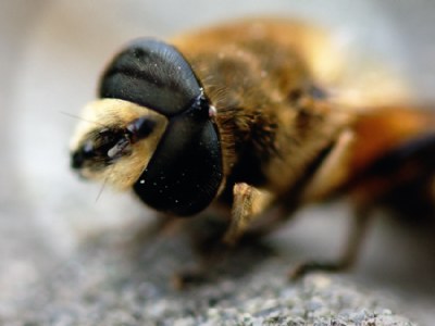 Bee facing death.