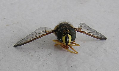 Syrphid Fly Face