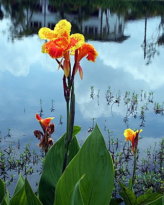 Flowers & Reflections