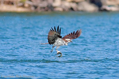 Osprey Fishing