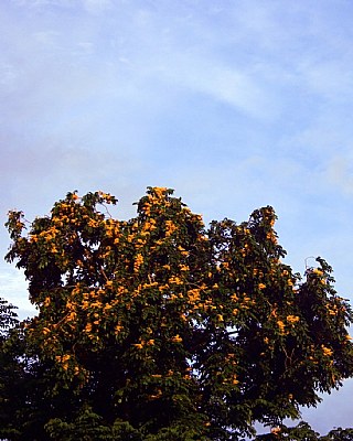 Sky & Floral Tree