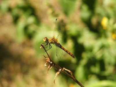 Dragonfly close