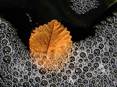 leaf & water 