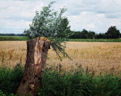 Old willow tree.