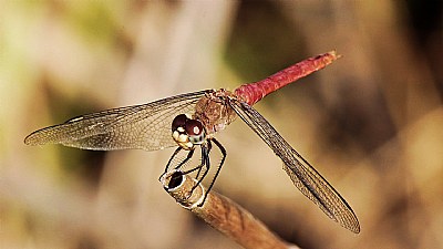 Dragonfly