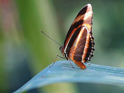 Farfalla