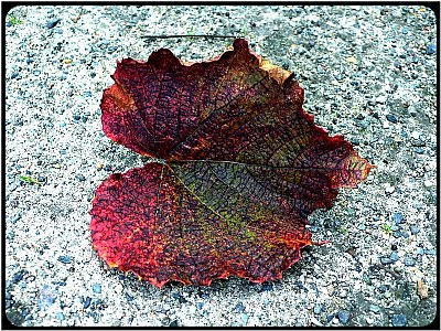 red leaf