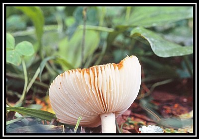 Mushroom III