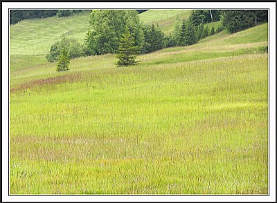 Alpine Meadow 1