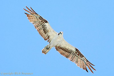 Osprey Hunting