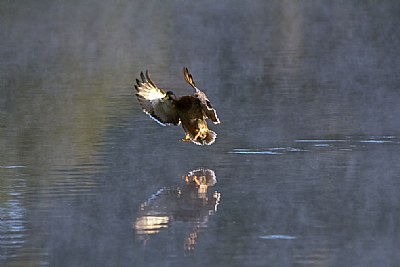 Incoming Mallard