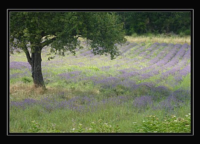 Lavender Field 1