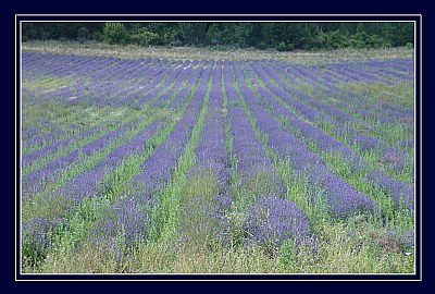 Lavender field 2m