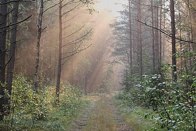 Morning in forest