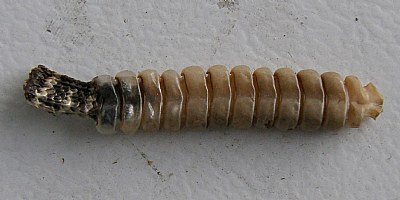 Rattlesnake Tail